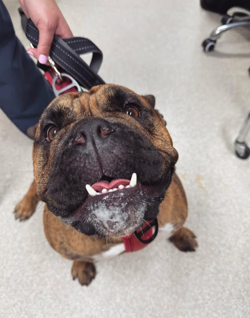 this reno pet clinic is the best place to bring your pet